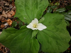 Trillium albidum