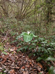 Trillium albidum