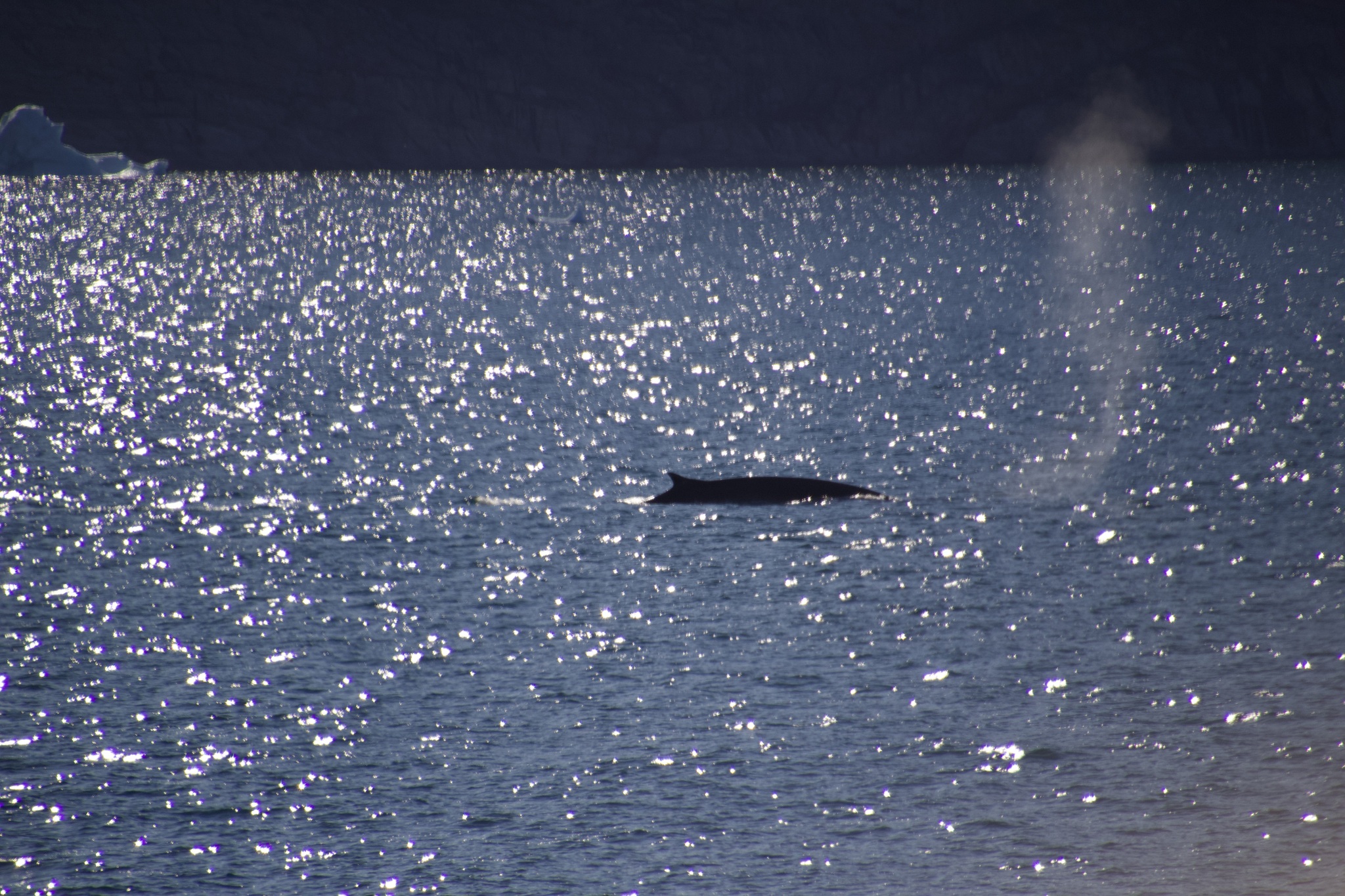 Balaenoptera physalus