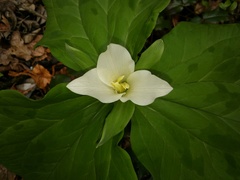 Trillium albidum