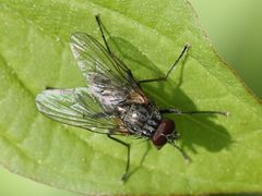Helina evecta