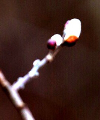 Salix × reichardtii