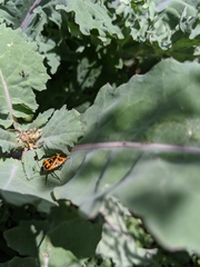 Murgantia histrionica