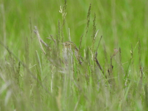 Henslow's Sparrow (Centronyx henslowii), photo 3