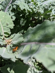 Murgantia histrionica