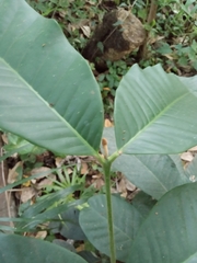 Guarea kunthiana