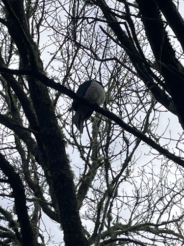 Kererū