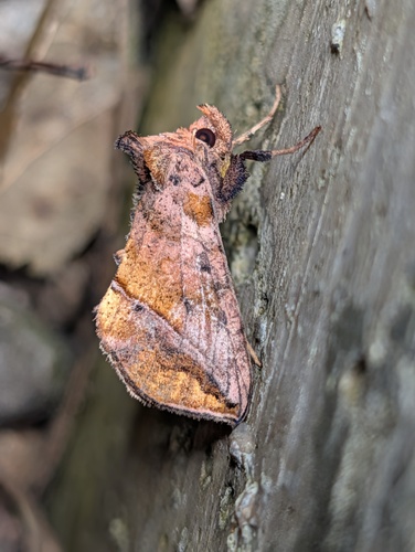 Straight-lined Looper Moth photo 2