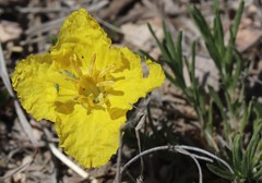 Oenothera lavandulifolia