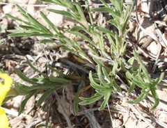Oenothera lavandulifolia
