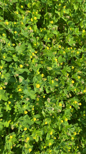 Black Medick