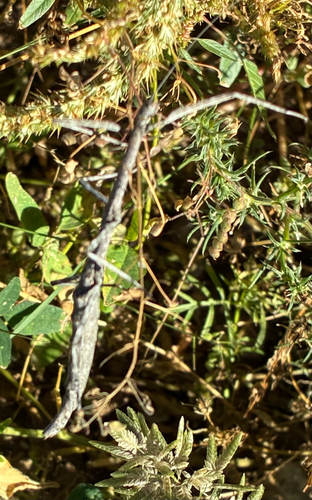 Gray Walkingstick