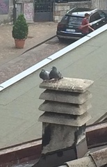 Columba livia domestica