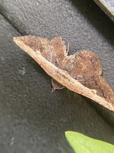 Pale-edged Selenisa photo 3