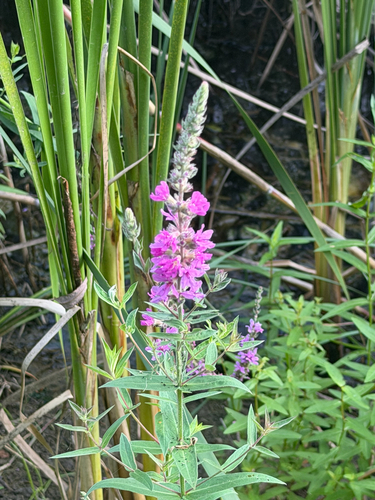 purple loosestrife