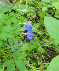 Delphinium alabamicum