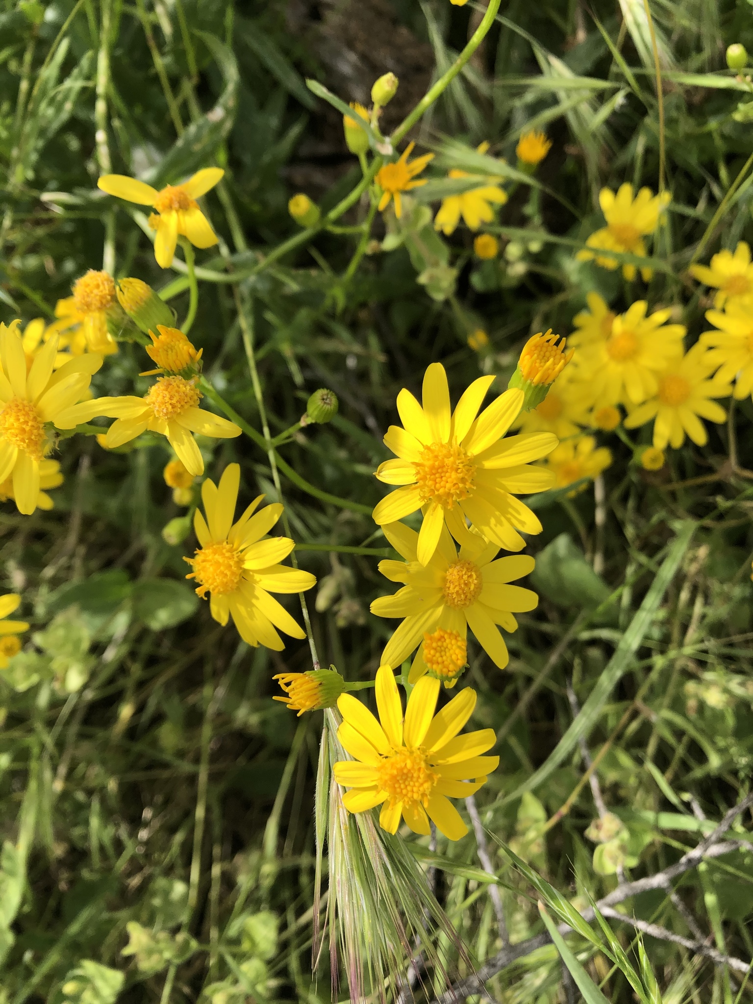 Senecio lemmonii
