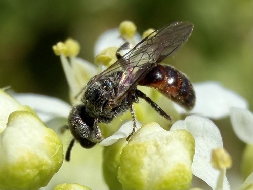 iNaturalist observation photo of Halictini