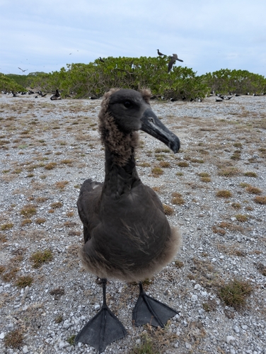 Phoebastria nigripes observed 2026-06-26