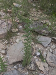 Andrographis echioides