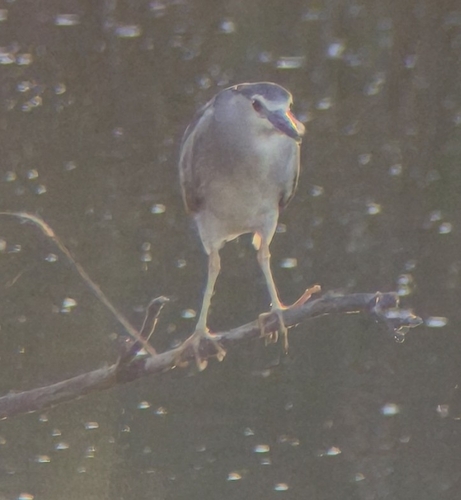 Black-crowned Night Heron