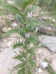 Andrographis echioides