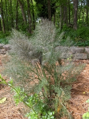 Foeniculum vulgare dulce