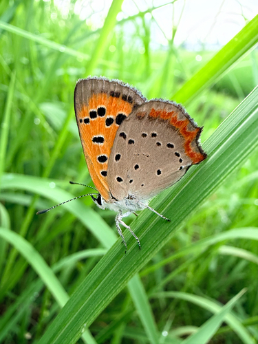 Japanese copper