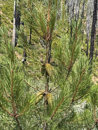 Knobcone pine (Pinus attenuata)
