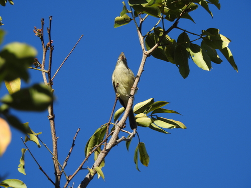 Plain-crested Elaenia (Elaenia cristata), photo 5