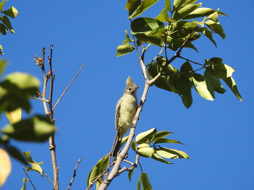 Plain-crested Elaenia (Elaenia cristata), photo 4