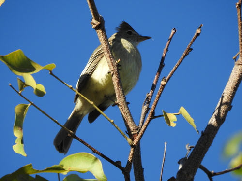 Plain-crested Elaenia (Elaenia cristata), photo 10