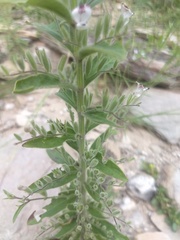 Andrographis echioides