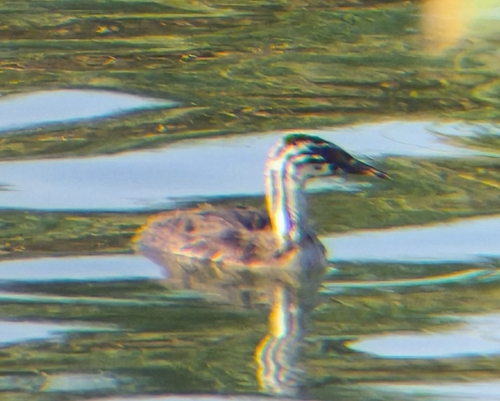 Great Crested Grebe
