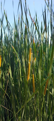 southern cattail