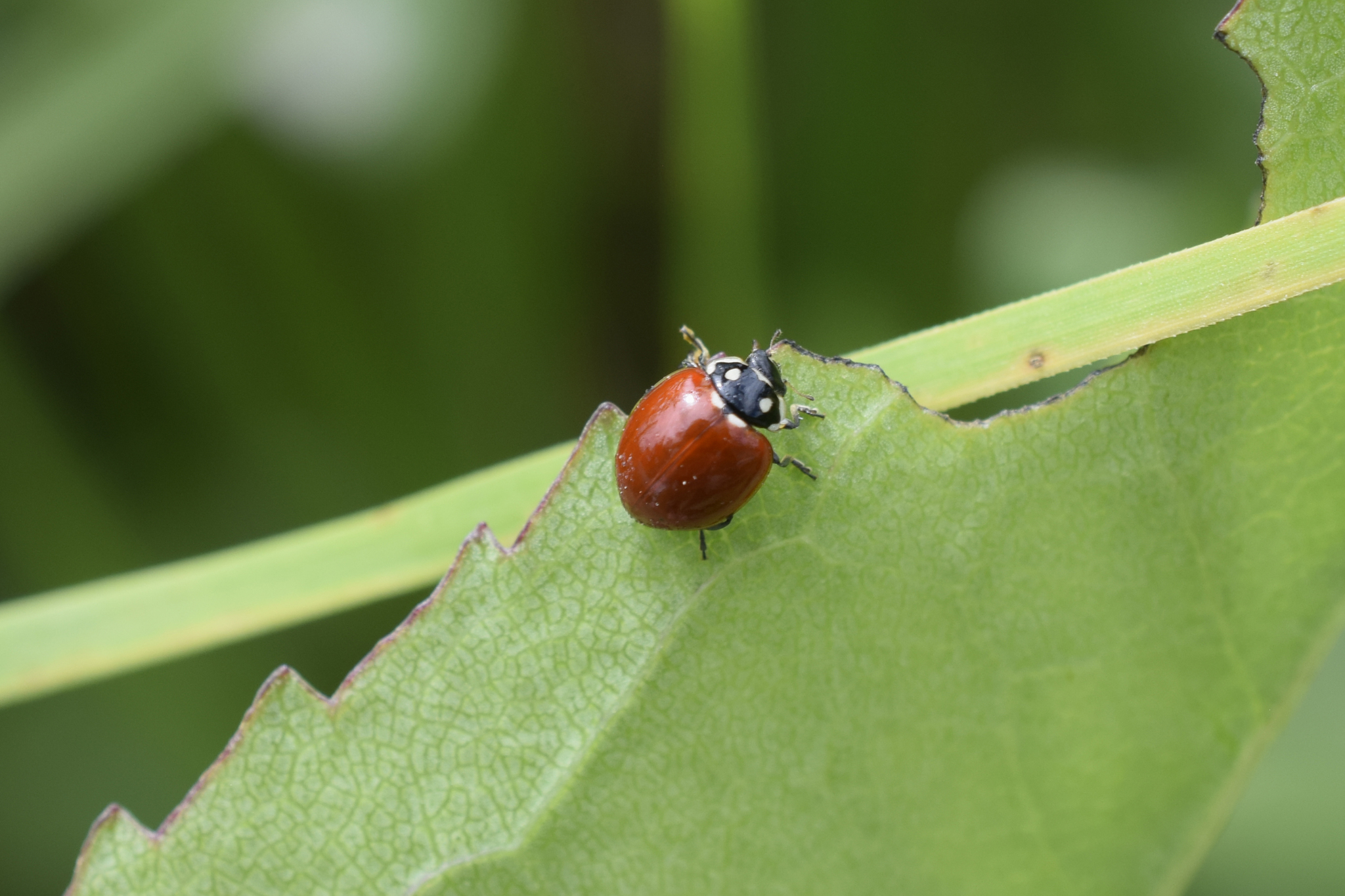 Cycloneda image