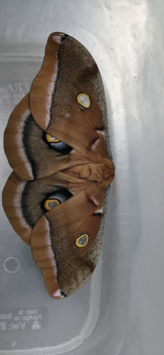 Polyphemus Moth