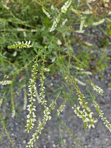 White Sweetclover