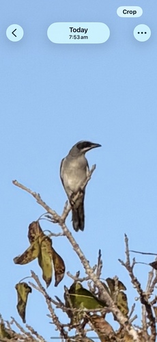 Black-faced Cuckooshrike