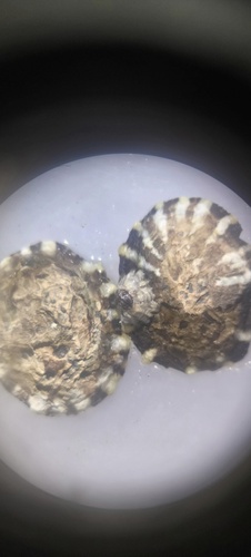 Siphonaria maura observed 2026-06-02