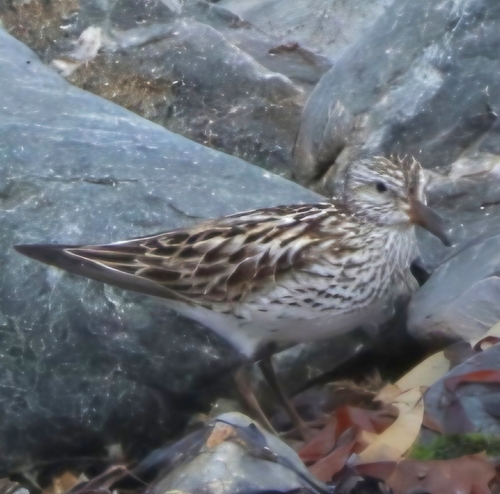 Correlimos culiblanco (Calidris fuscicollis)