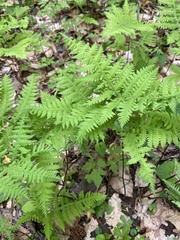 Phegopteris