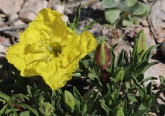 Oenothera lavandulifolia