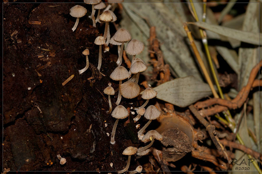 Coprinellus disseminatus · April 2019 · photo: © r-a-p (iNaturalist, cc-by)