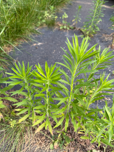 horseweed