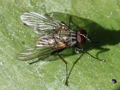 Helina evecta