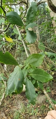 Calodendrum capense