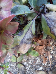 Microsphaeropsis hellebori