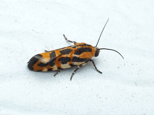 Common Spragueia Moth photo 4