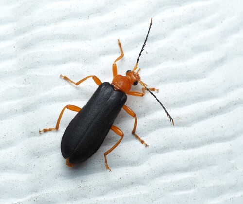 Fan-shaped Fire-colored Beetle photo 3